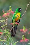 Masked Shining-Parrotborder=